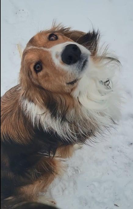 Lassie, a Adopted mixed breed in Hornepayne, ON image 3/4