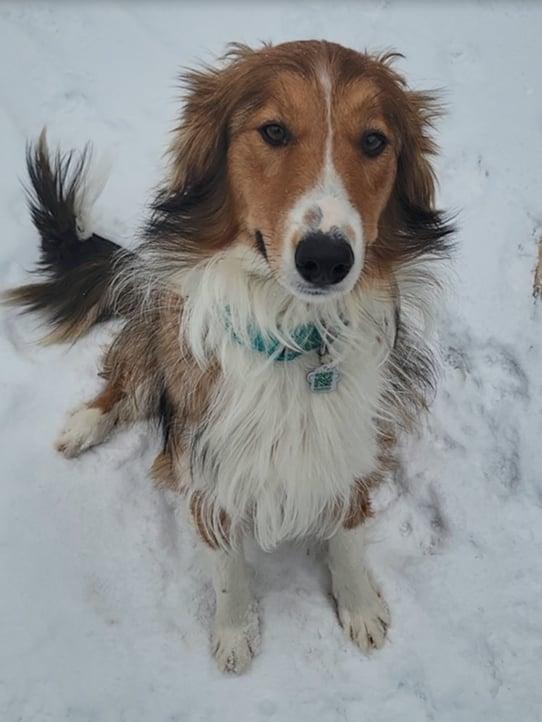 Lassie, a Adopted mixed breed in Hornepayne, ON image 1/4