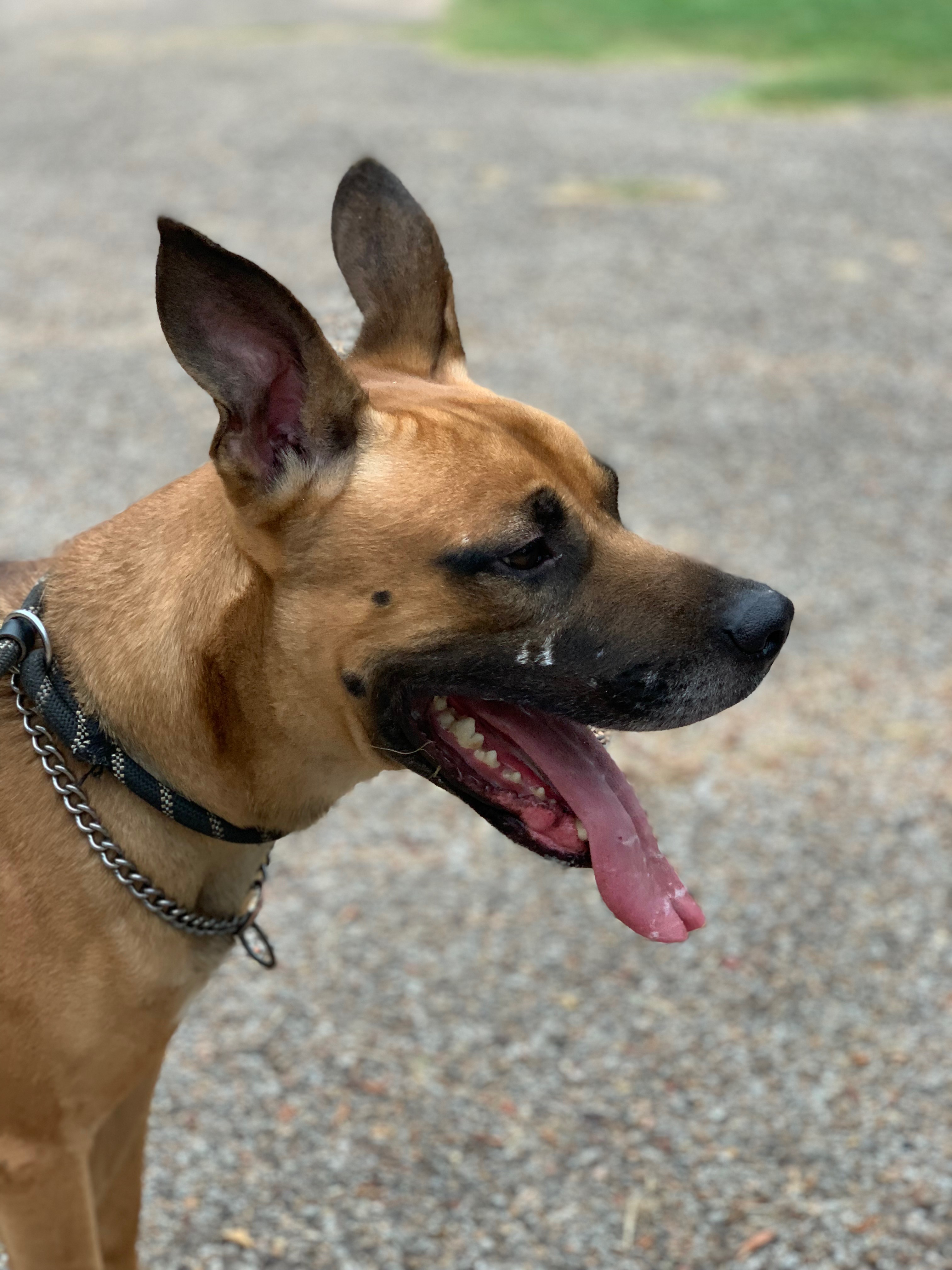 Enlarge Brown Dog, a Adoptable mixed breed in Austin , TX image 4/5