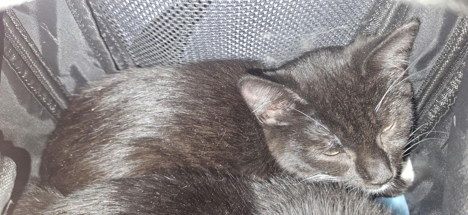 Enlarge Ming (purple collar), a Adoptable Domestic Short Hair in Stewartsville, NJ image 2/3