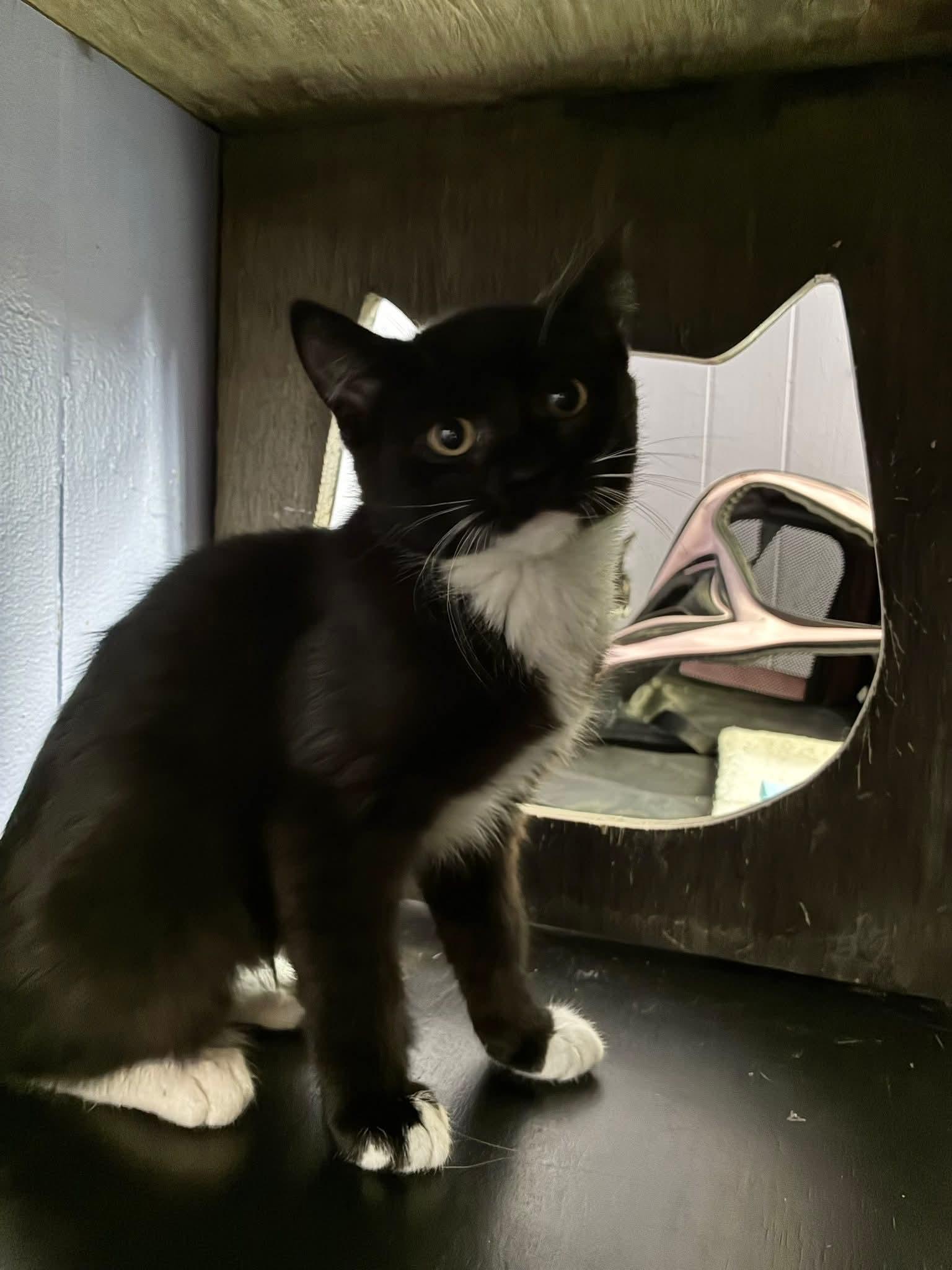 Enlarge Ming (purple collar), a Adoptable Domestic Short Hair in Stewartsville, NJ image 3/3