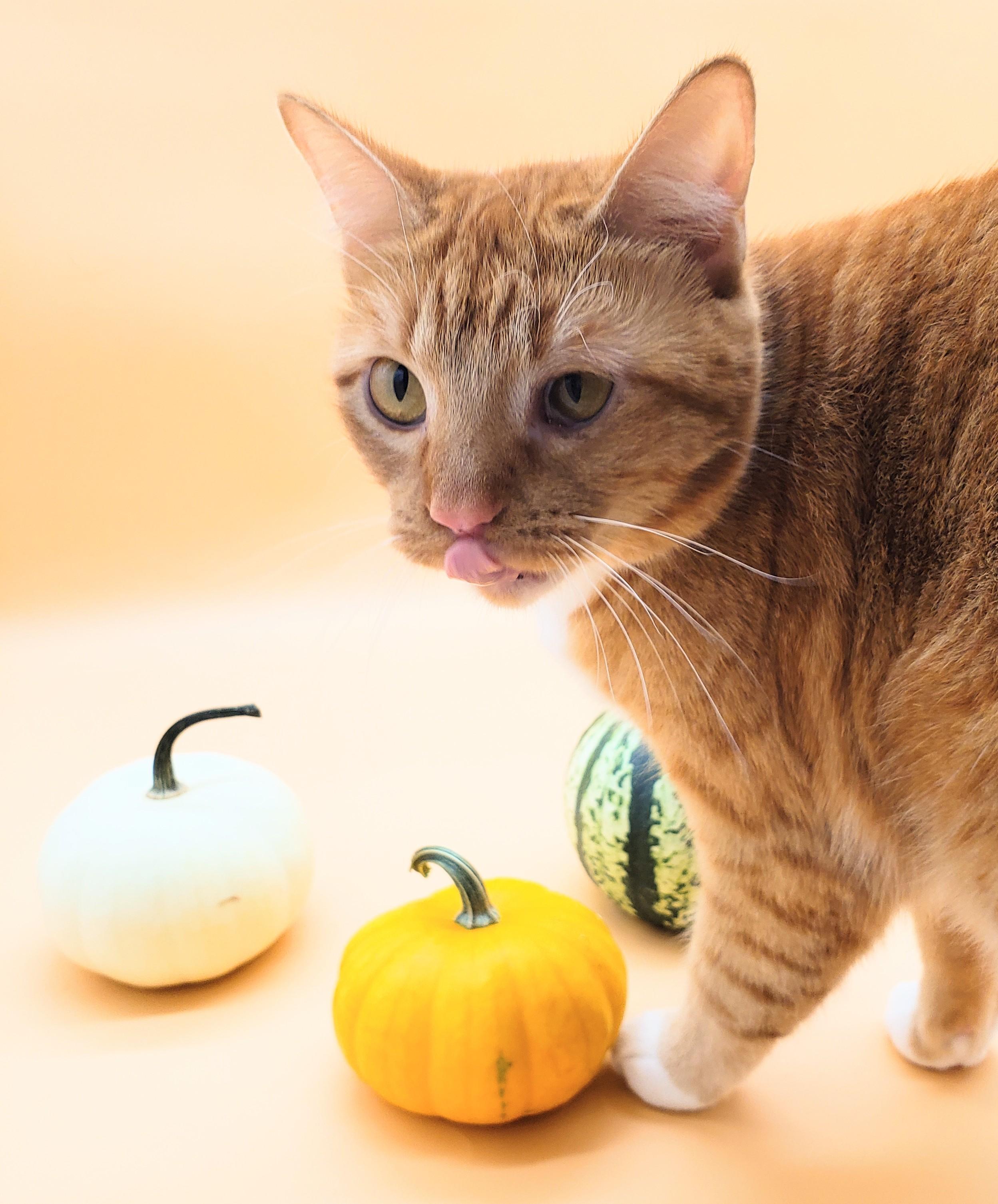 Warbler, an adoptable Domestic Short Hair in Springfield, MO, 65804 | Photo Image 2