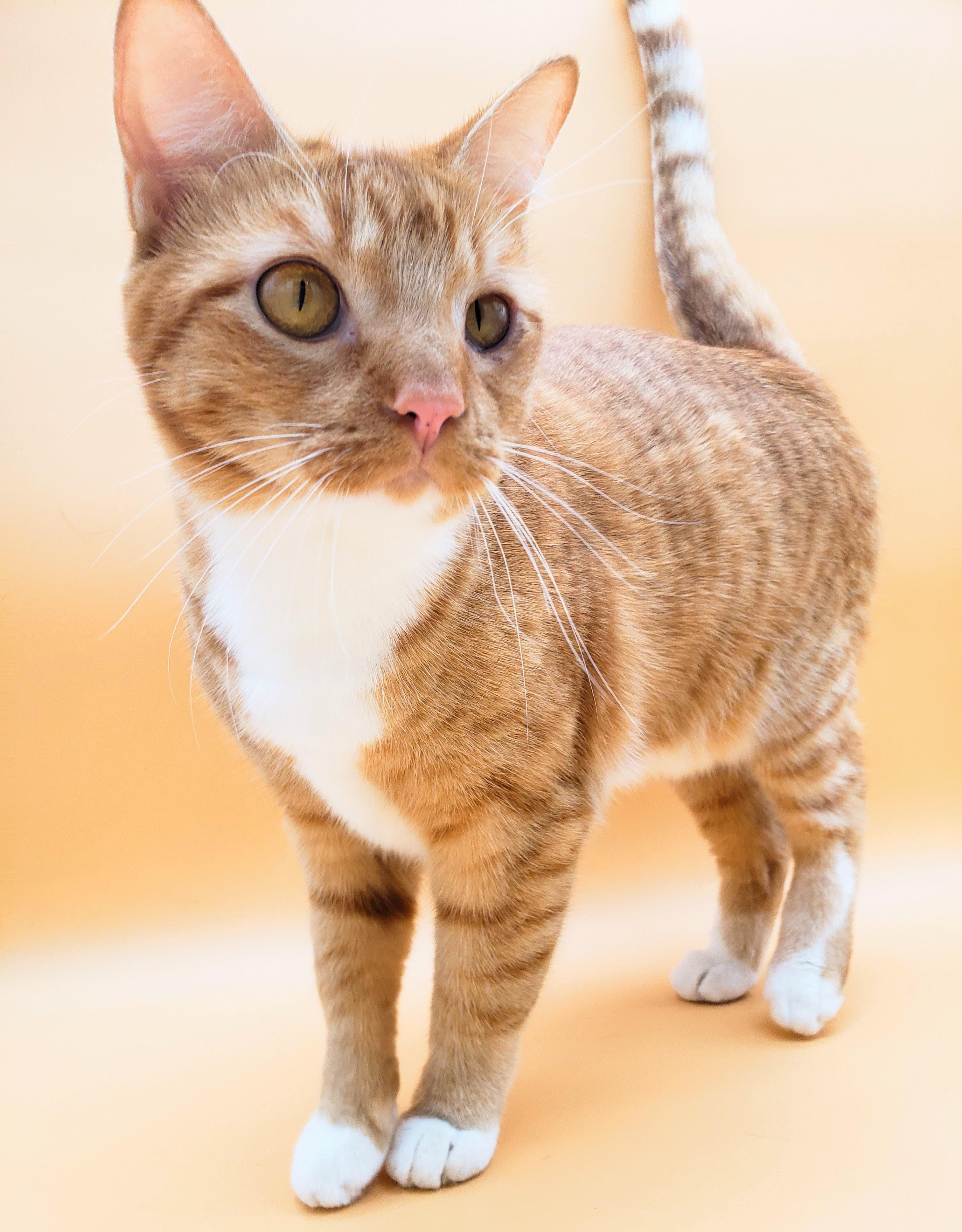 Warbler, an adoptable Domestic Short Hair in Springfield, MO, 65804 | Photo Image 5