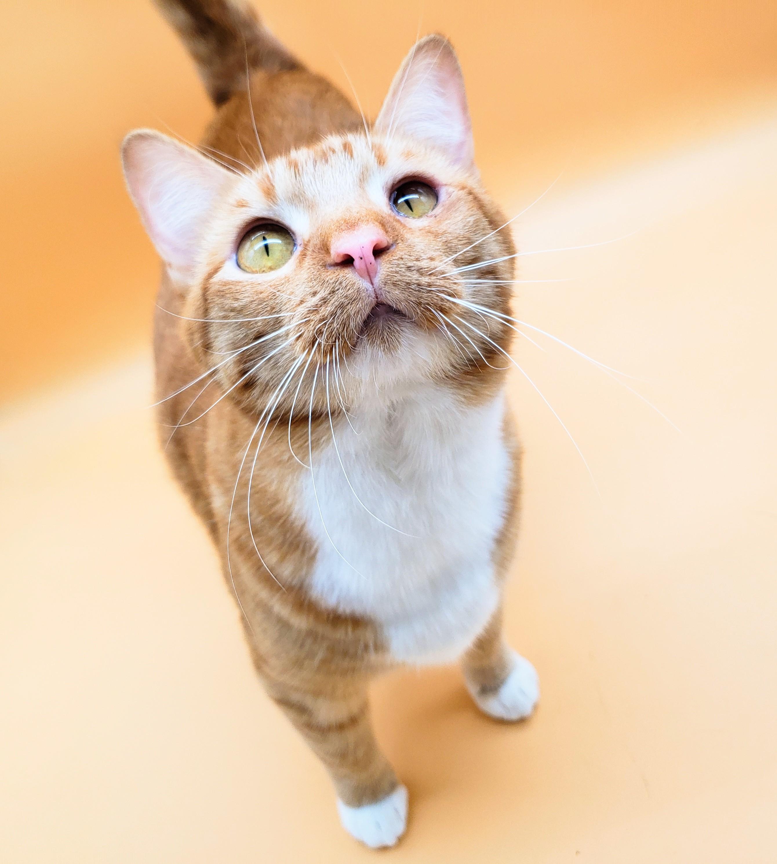 Warbler, an adoptable Domestic Short Hair in Springfield, MO, 65804 | Photo Image 6