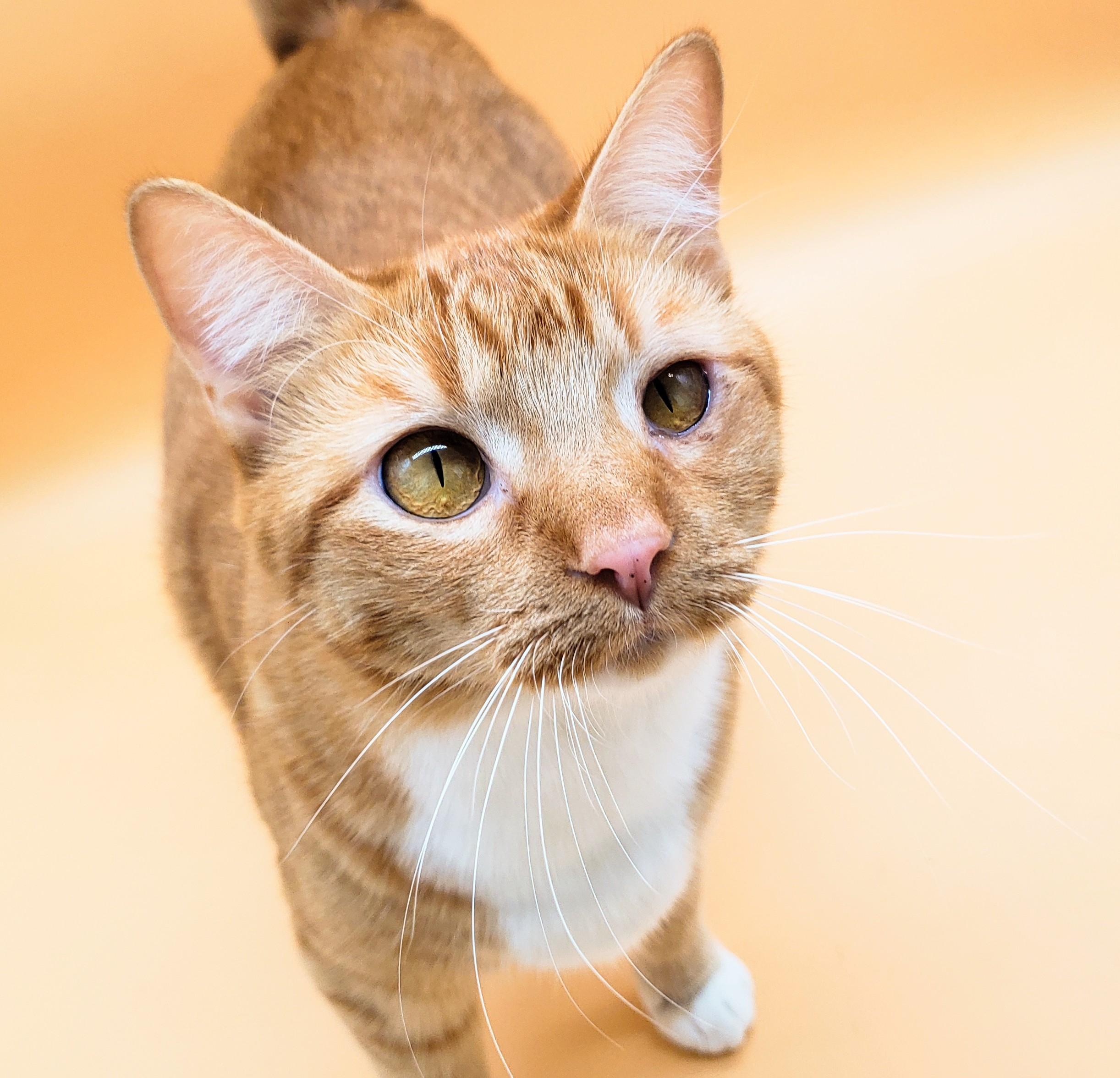 Warbler, an adoptable Domestic Short Hair in Springfield, MO, 65804 | Photo Image 1