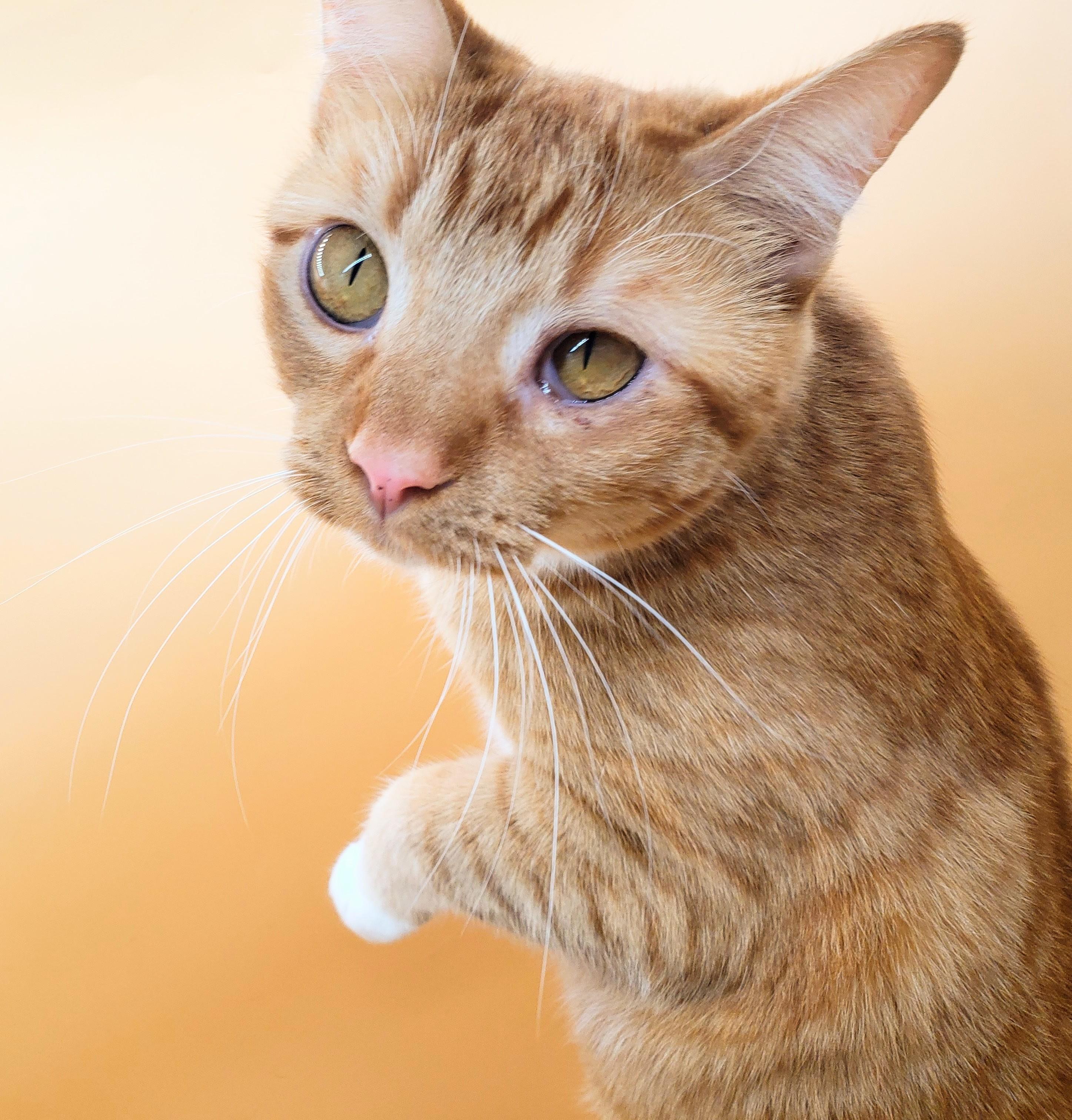 Warbler, an adoptable Domestic Short Hair in Springfield, MO, 65804 | Photo Image 4