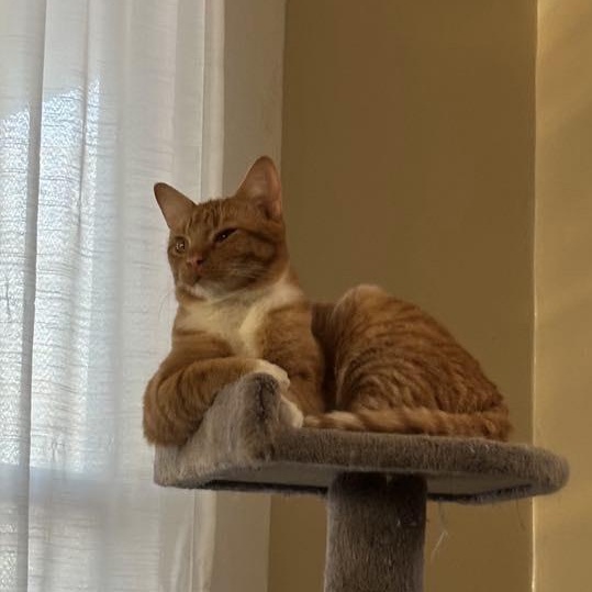 Warbler, an adoptable Domestic Short Hair in Springfield, MO, 65804 | Photo Image 3