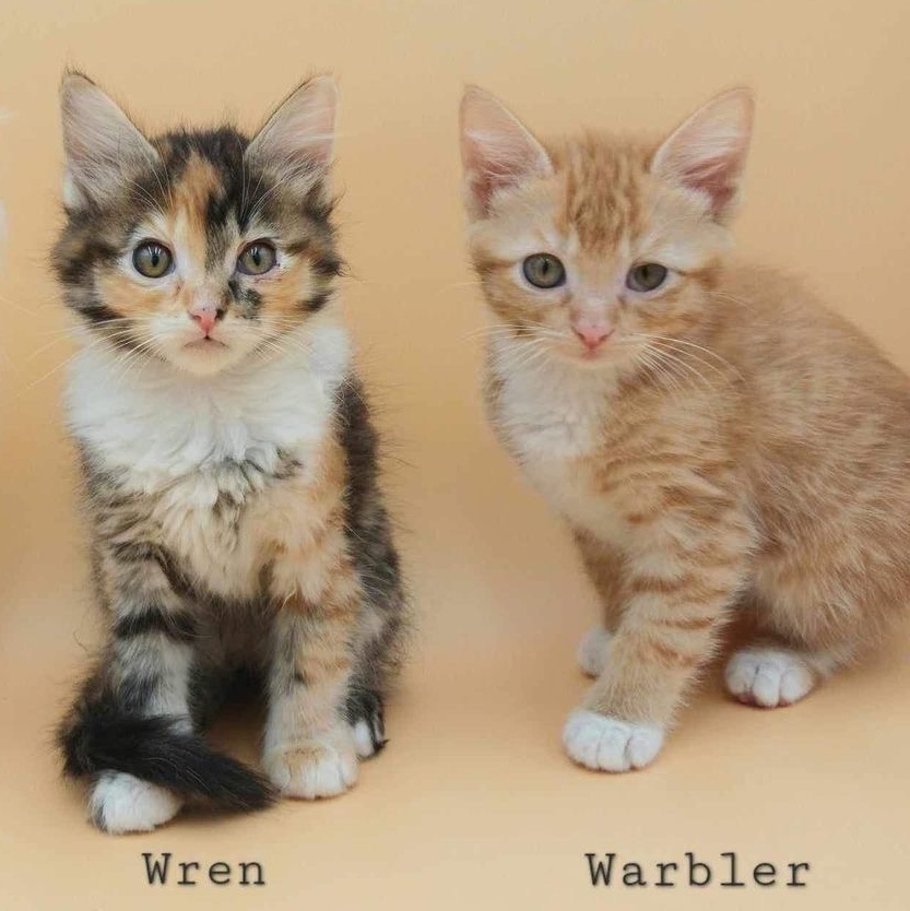 Warbler, an adoptable Domestic Short Hair in Springfield, MO, 65804 | Photo Image 6