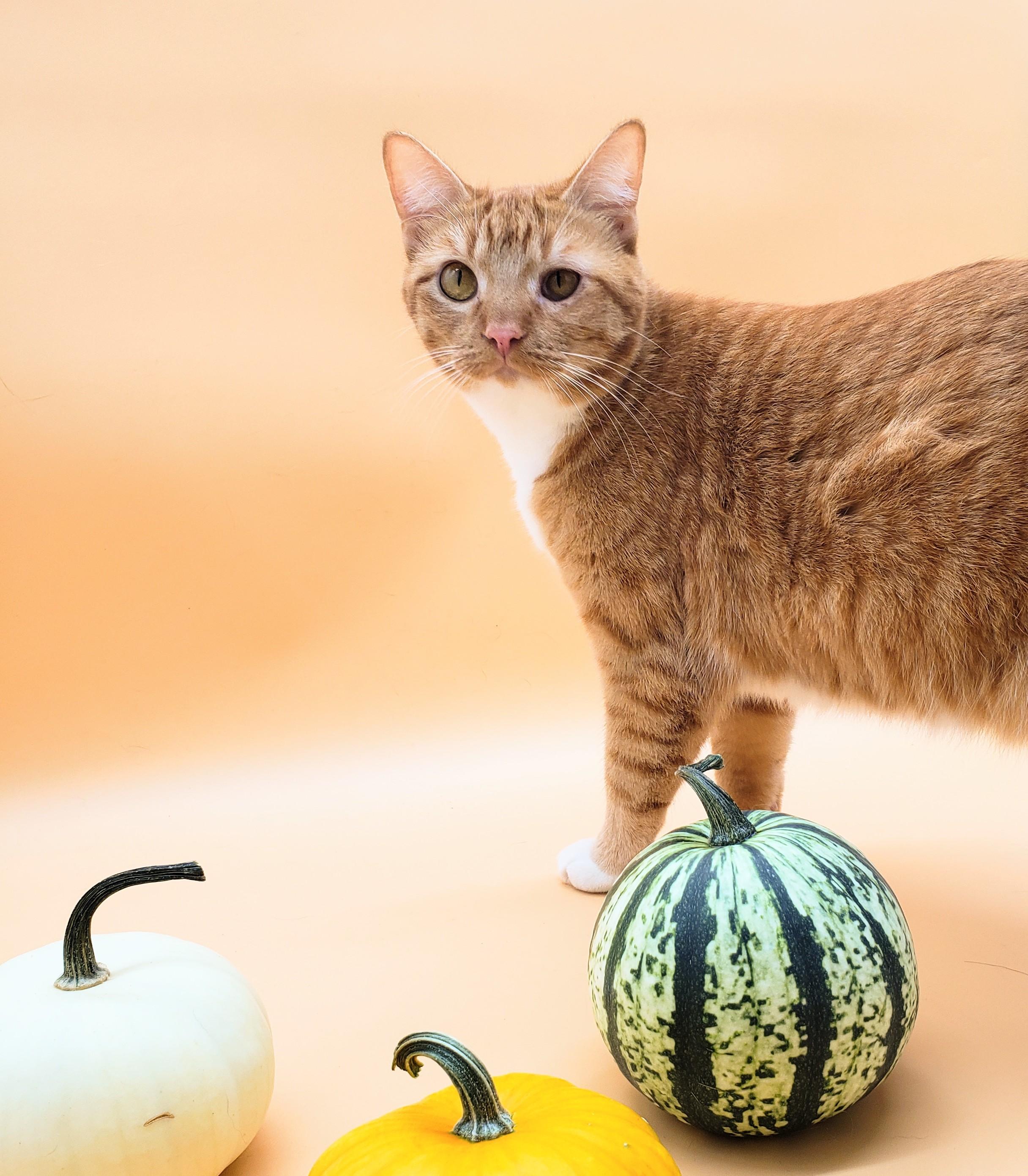 Warbler, an adoptable Domestic Short Hair in Springfield, MO, 65804 | Photo Image 3