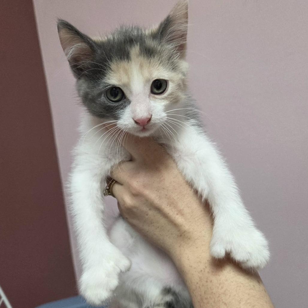 Enlarge Calypso, a Adoptable Domestic Short Hair in Branson, MO image 1/1