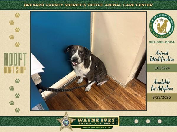 Enlarge Jane, a Adoptable mixed breed in Melbourne, FL image 1/1