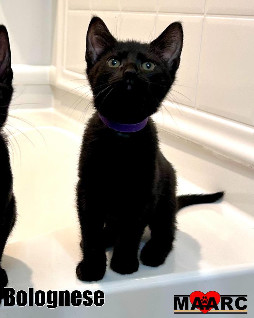 Bolognese, Adoptable, Kitten Female Domestic Short Hair.