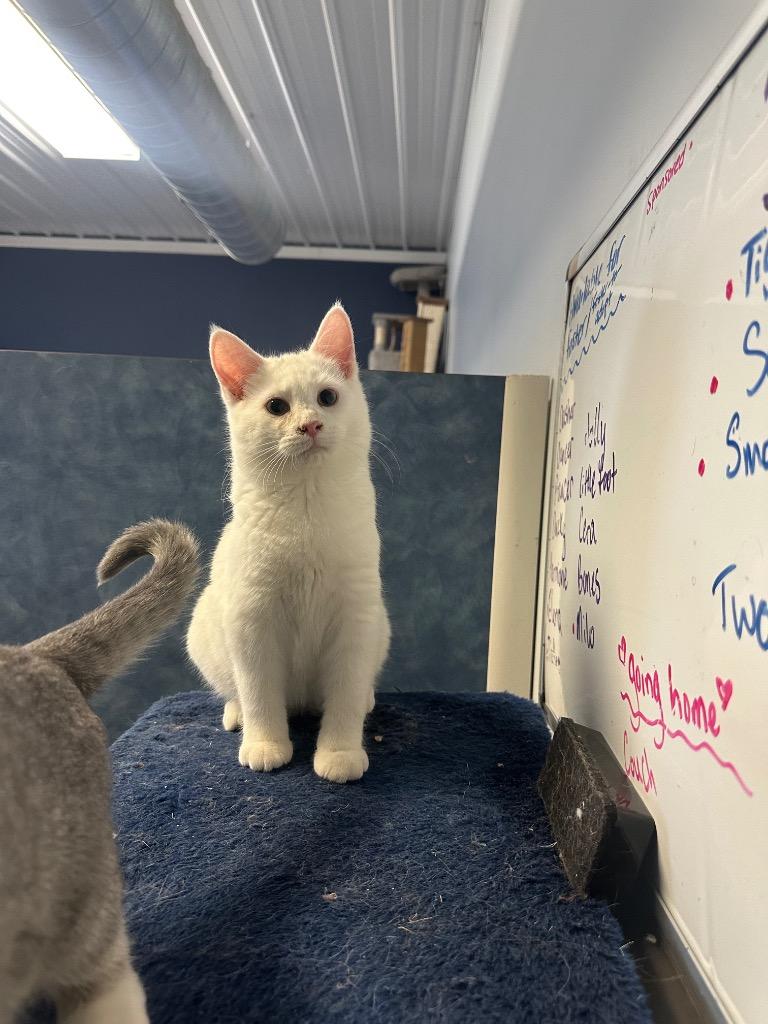 Damon Salvatore, ADOPTABLE, Young Male Domestic Short Hair.