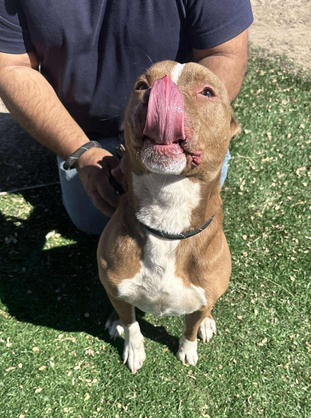 Enlarge Otis, a Adoptable Pit Bull Terrier in Pocatello, ID image 6/6