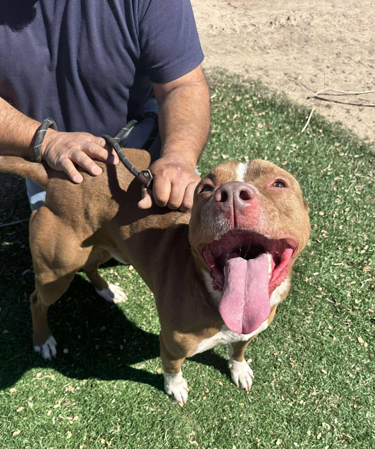 Otis, Adoptable, Adult Male Pit Bull Terrier.