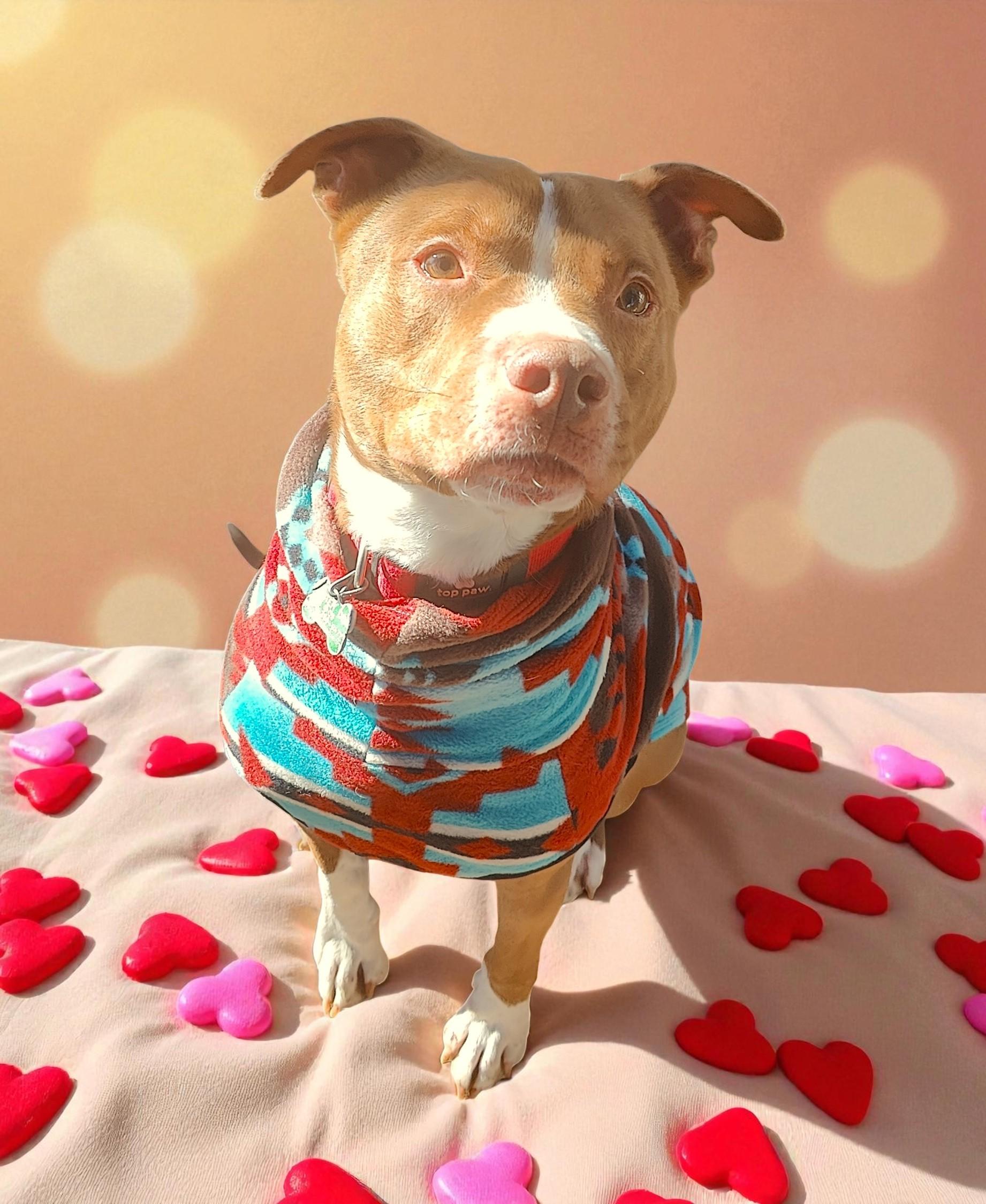 Enlarge Otis, a Adoptable Pit Bull Terrier in Pocatello, ID image 2/6