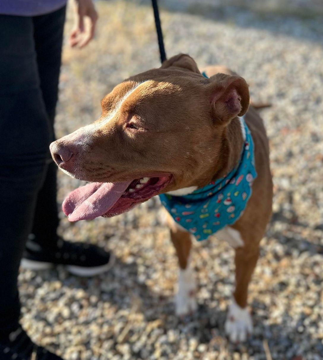 Enlarge Otis, a Adoptable Pit Bull Terrier in Pocatello, ID image 5/6