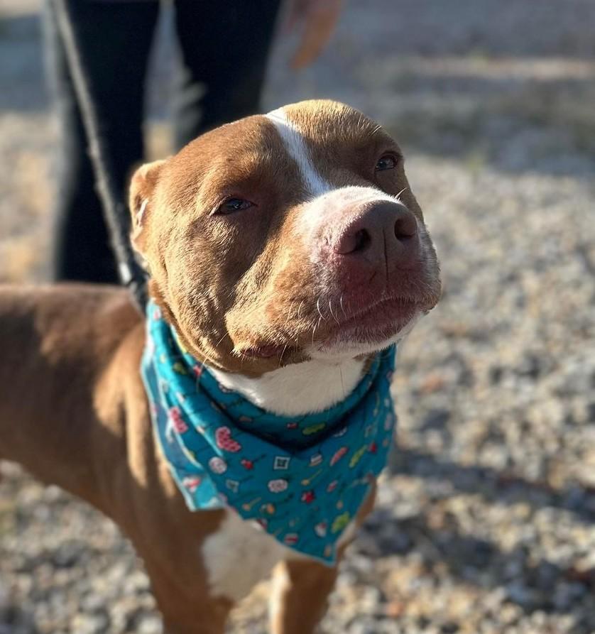 Enlarge Otis, a Adoptable Pit Bull Terrier in Pocatello, ID image 1/6