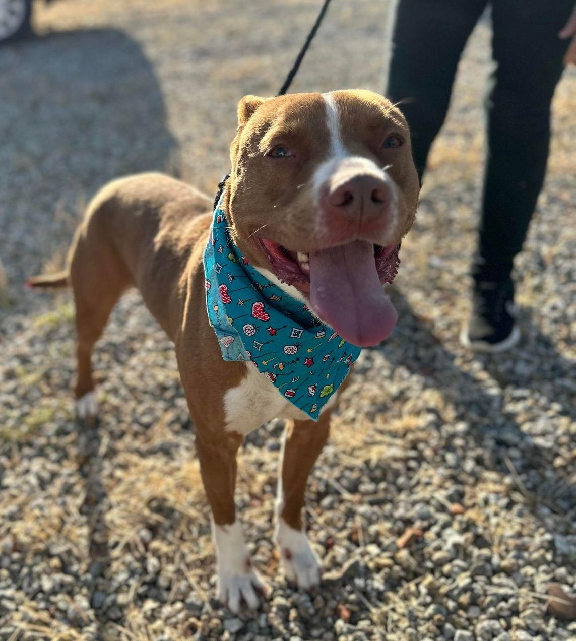 Otis, Adoptable, Adult Male Pit Bull Terrier.