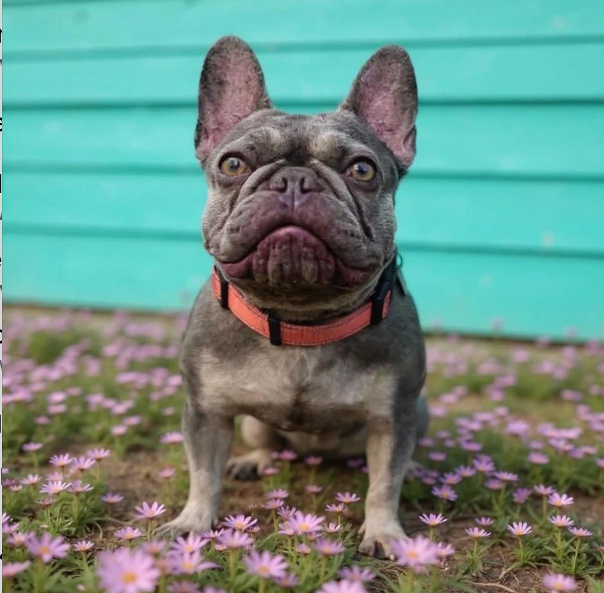 Rosie -ADOPT Me!!!