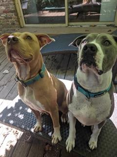 Nicki- IN FOSTER, Adoptable, Adult Female Mixed Breed & Mixed Breed.