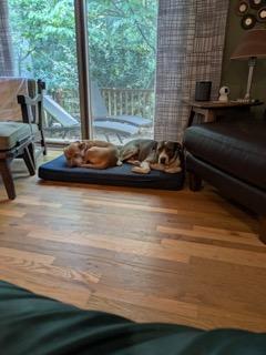 Nicki- IN FOSTER, a Adoptable Mixed Breed in Chamblee, GA image 2/2