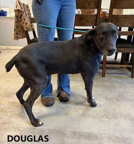 Douglas