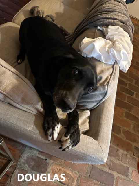 Enlarge Douglas, an adoptable Labrador Retriever in Washington, GA image 3/3