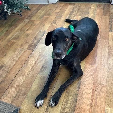 Douglas, adoptable, Adult Male Labrador Retriever.