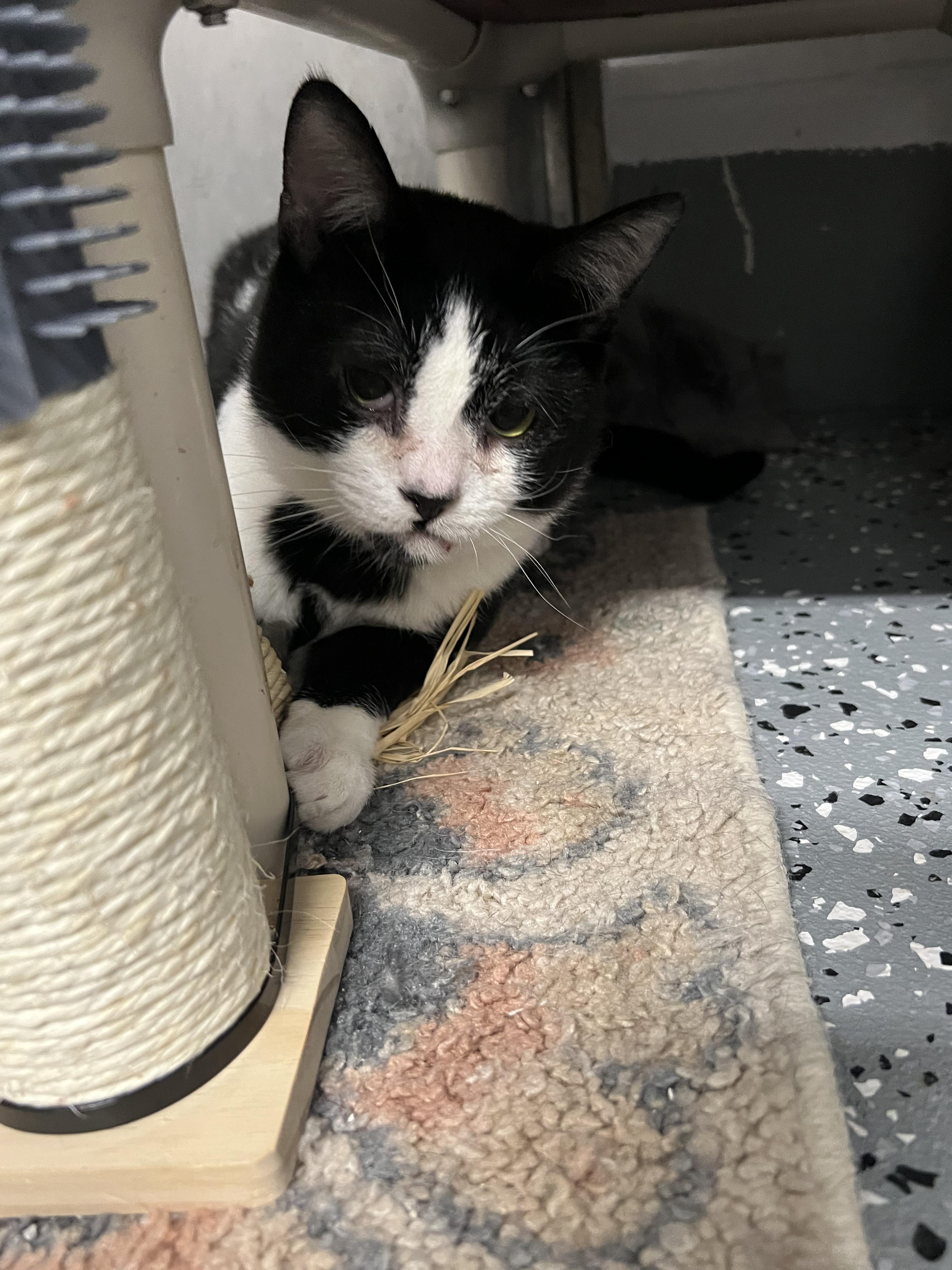 Enlarge Lou, a ADOPTABLE Domestic Short Hair in Elmira, NY image 1/2