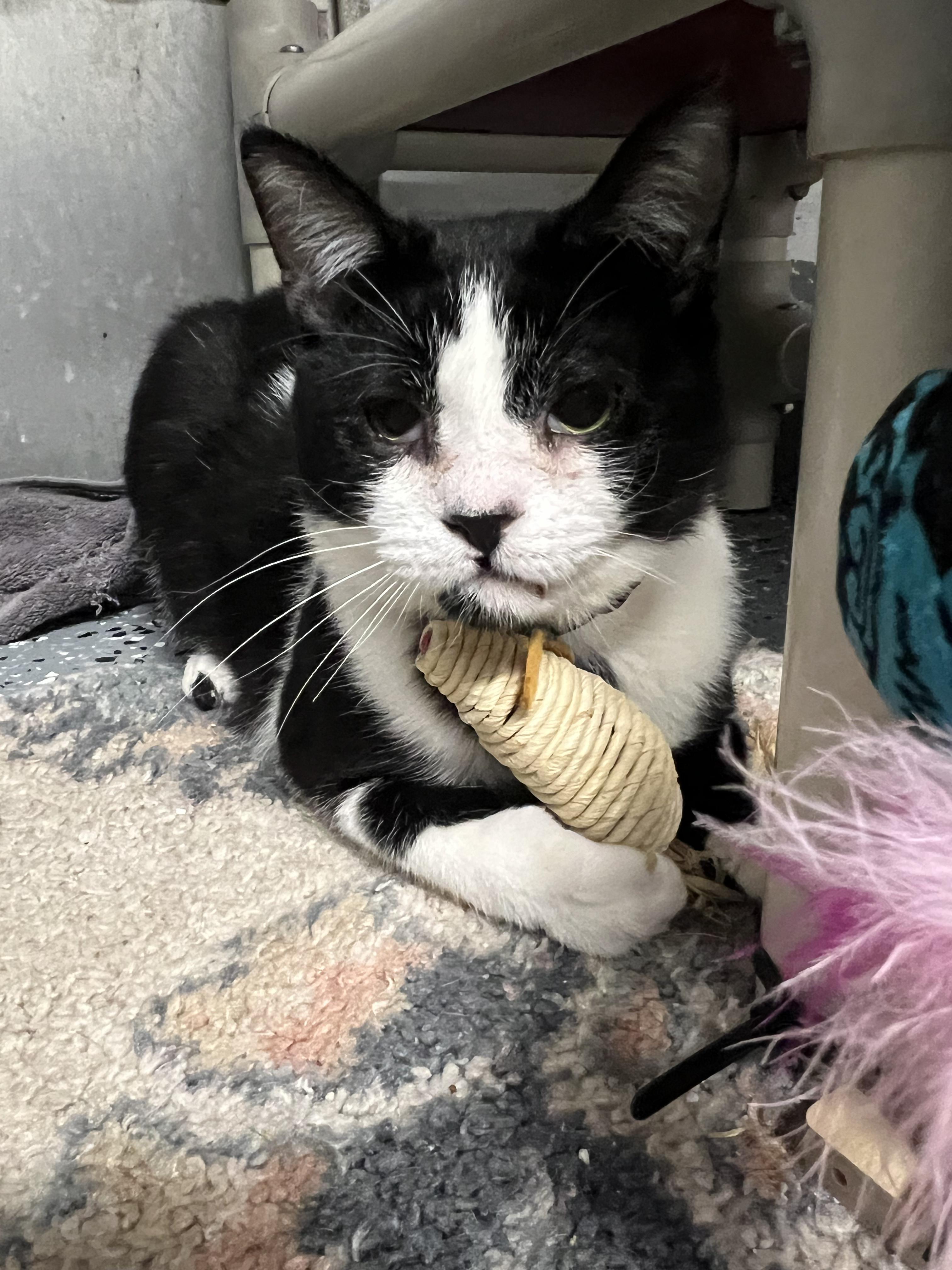 Enlarge Lou, a ADOPTABLE Domestic Short Hair in Elmira, NY image 2/2