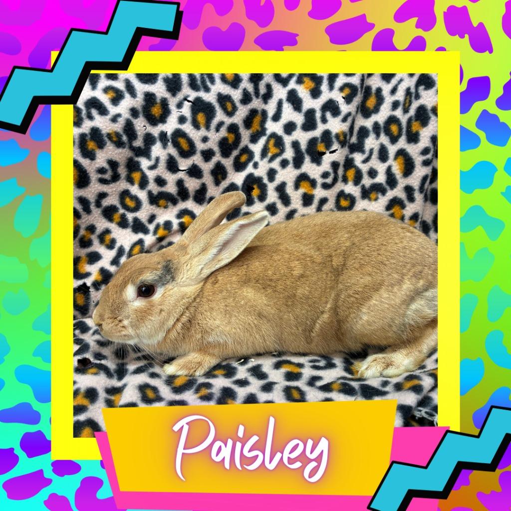 Enlarge Paisley, a Adopted Bunny Rabbit in Elizabethtown, KY image 2/6