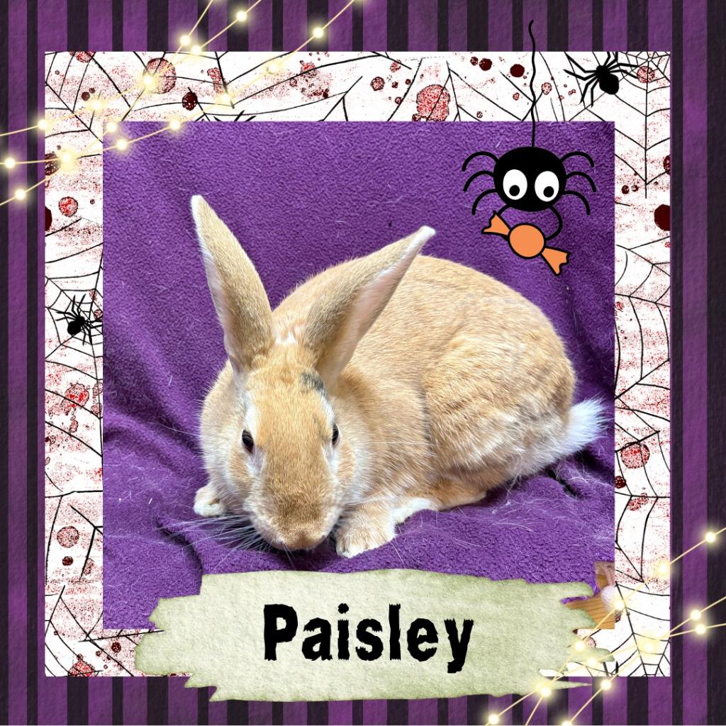 Enlarge Paisley, a Adopted Bunny Rabbit in Elizabethtown, KY image 3/6