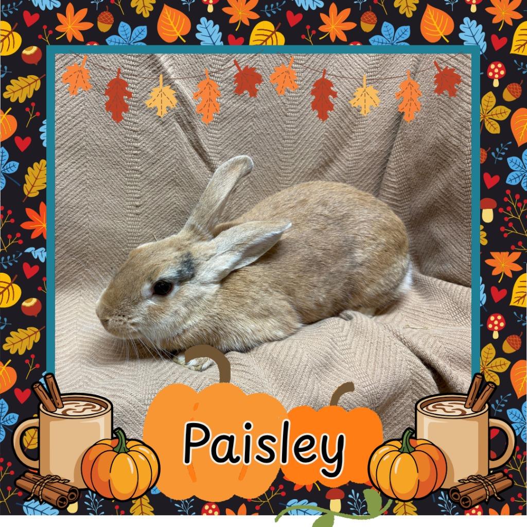 Enlarge Paisley, a Adopted Bunny Rabbit in Elizabethtown, KY image 4/6