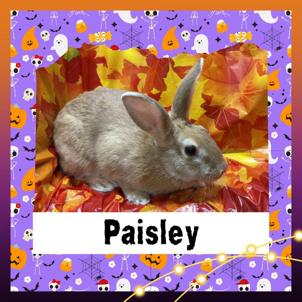 Enlarge Paisley, a Adopted Bunny Rabbit in Elizabethtown, KY image 5/6