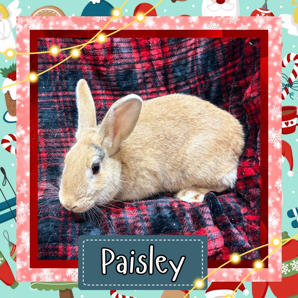 Enlarge Paisley, a Adoptable Bunny Rabbit in Elizabethtown, KY image 5/5