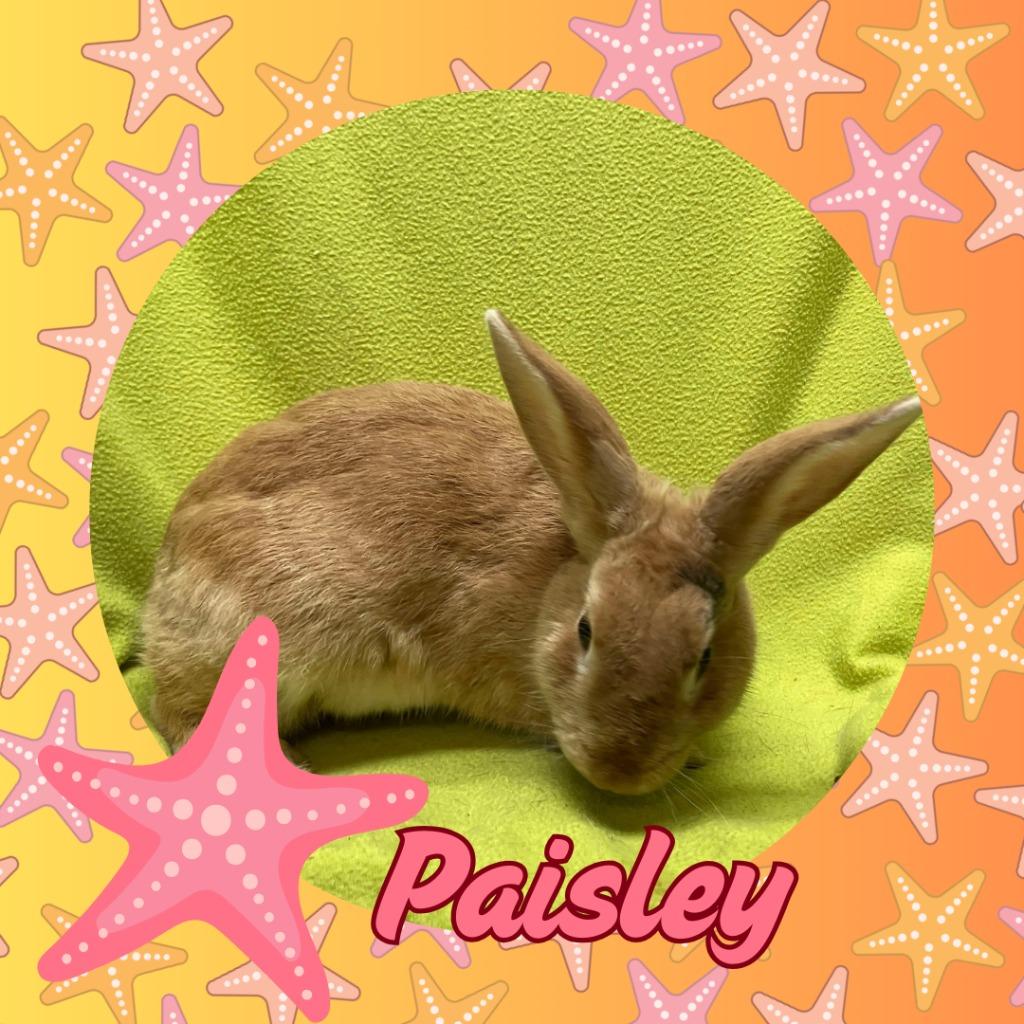 Enlarge Paisley, a Adopted Bunny Rabbit in Elizabethtown, KY image 6/6