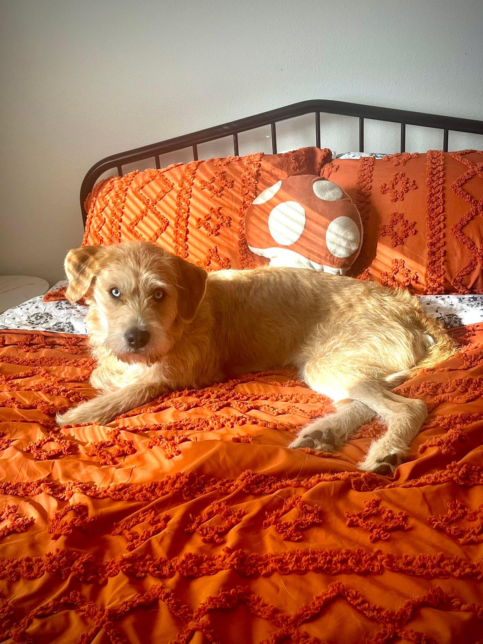 Enlarge Hickory , an adopted mixed breed in Roseburg, OR image 2/6