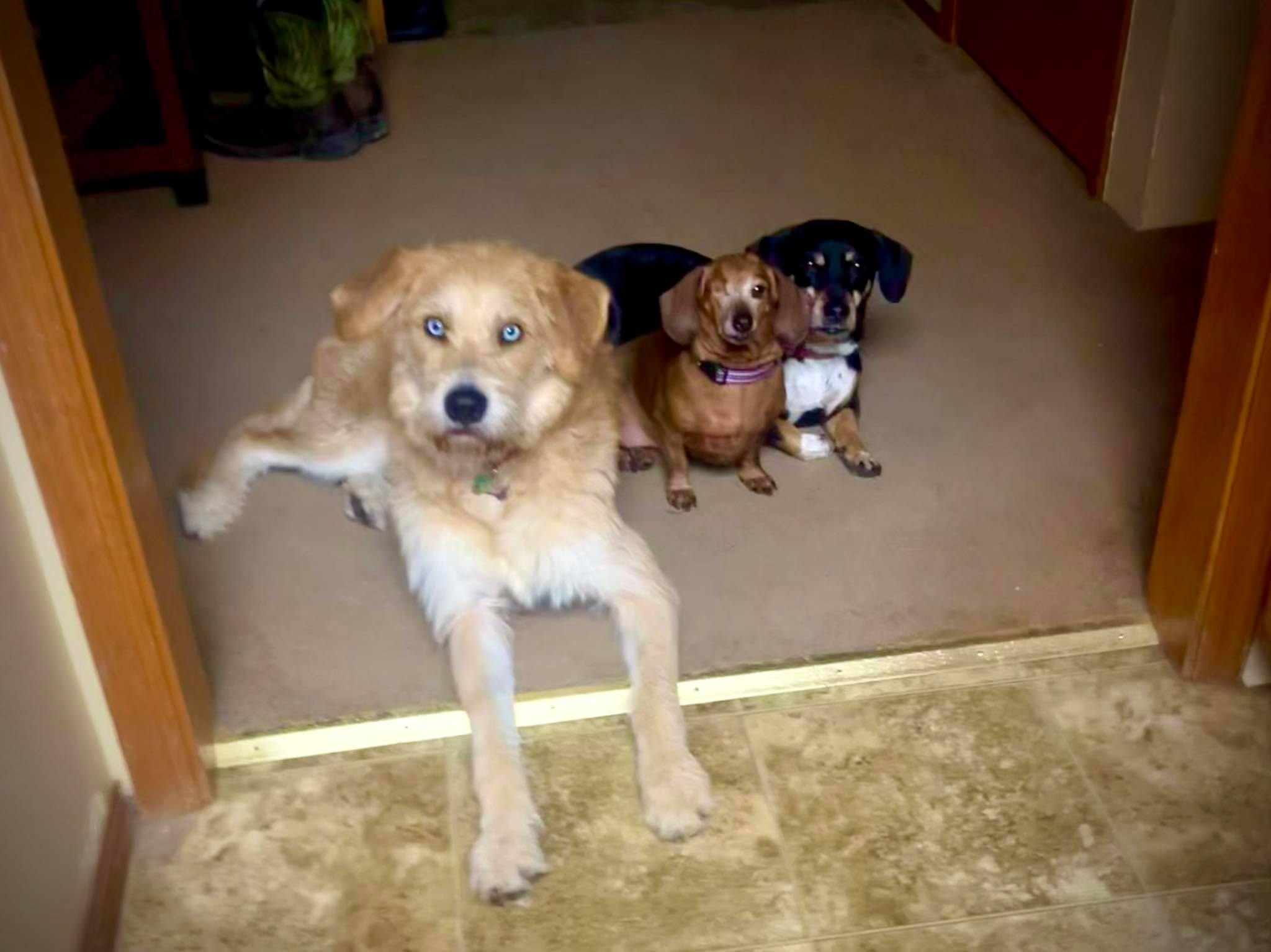 Enlarge Hickory , an adopted mixed breed in Roseburg, OR image 4/6