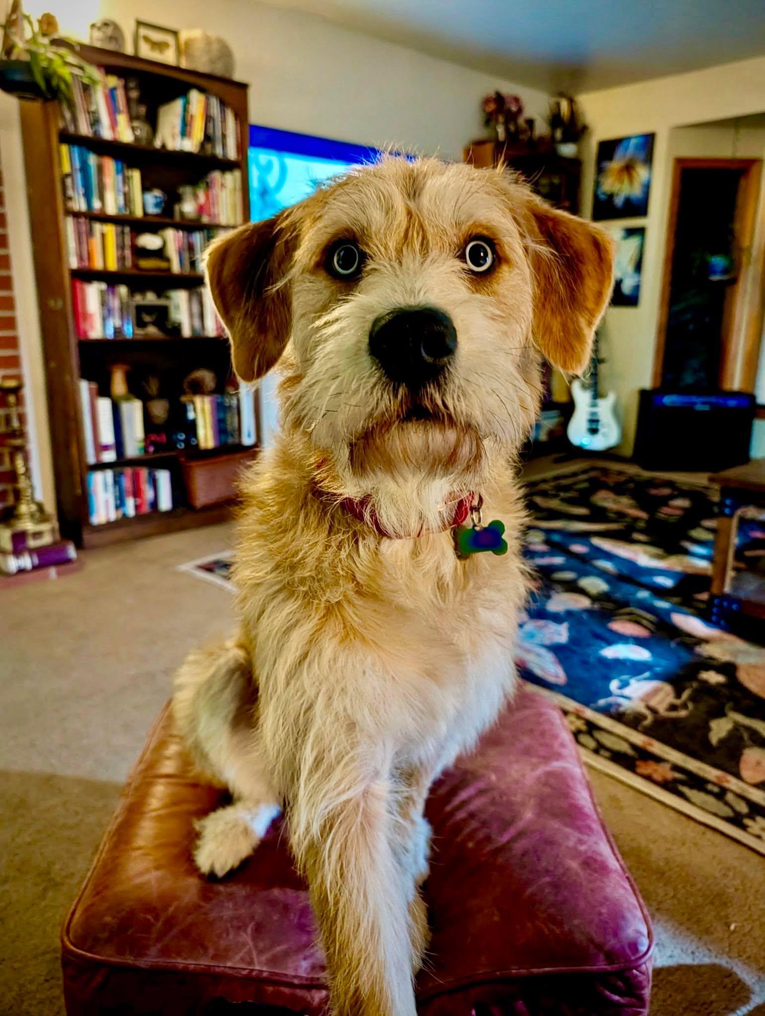 Enlarge Hickory , an adopted mixed breed in Roseburg, OR image 3/6
