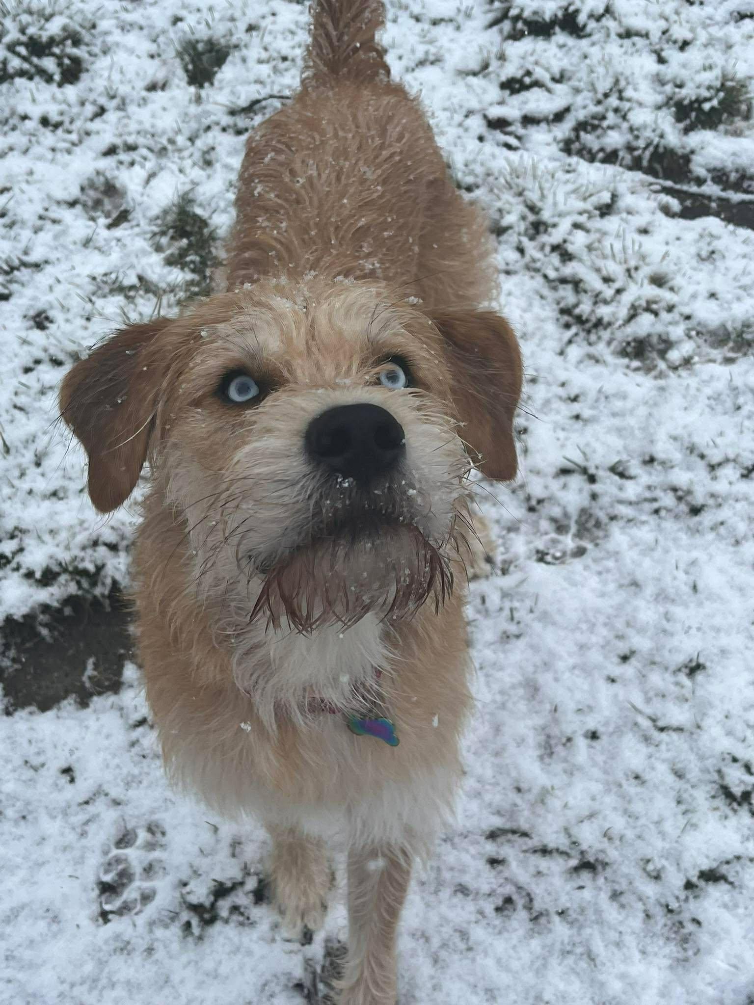 Enlarge Hickory , an adopted mixed breed in Roseburg, OR image 5/6