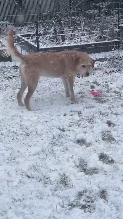 Enlarge Hickory , an adopted mixed breed in Roseburg, OR video 6/6