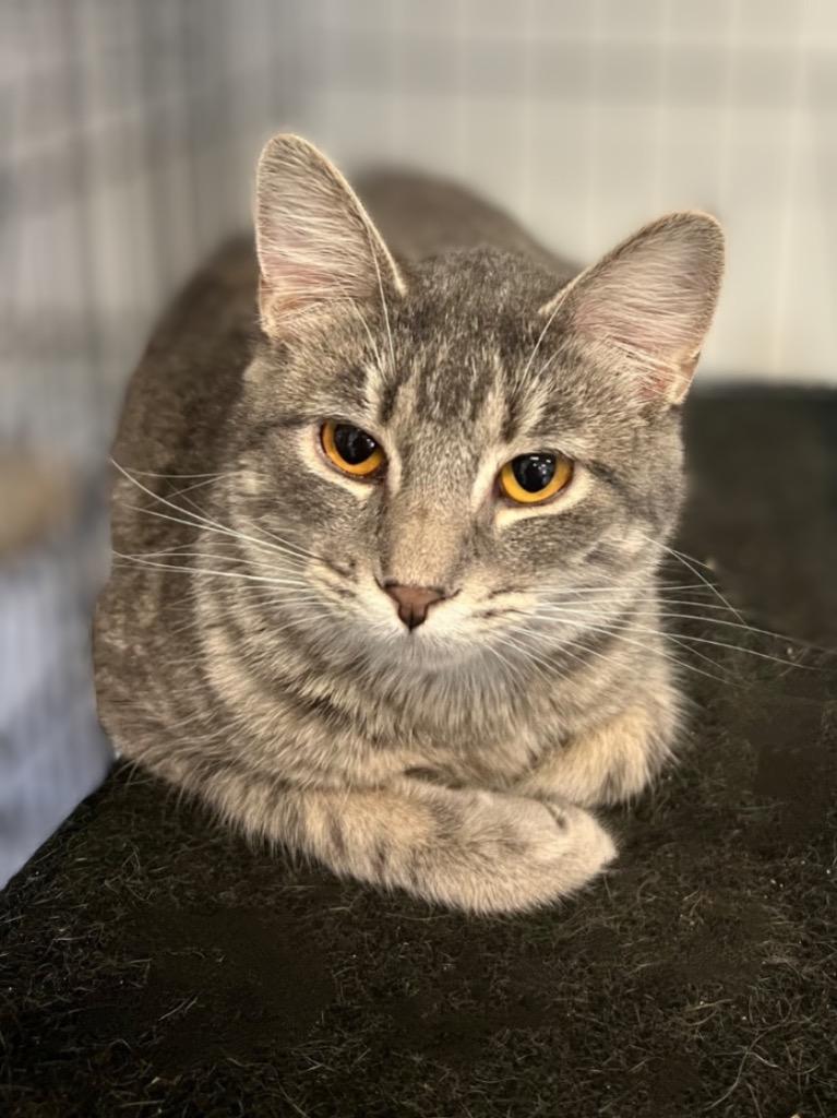 Sarah, a Adoptable mixed breed in Pittsfield, IL image 2/2