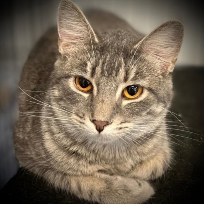 Sarah, a Adoptable mixed breed in Pittsfield, IL image 2/2