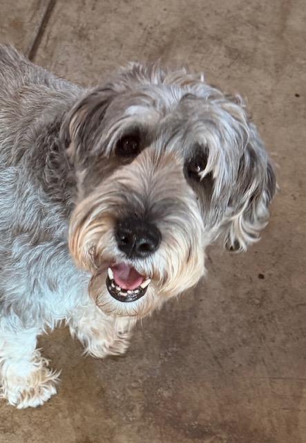 Cannoli, adopted, Adult Female Standard Schnauzer.