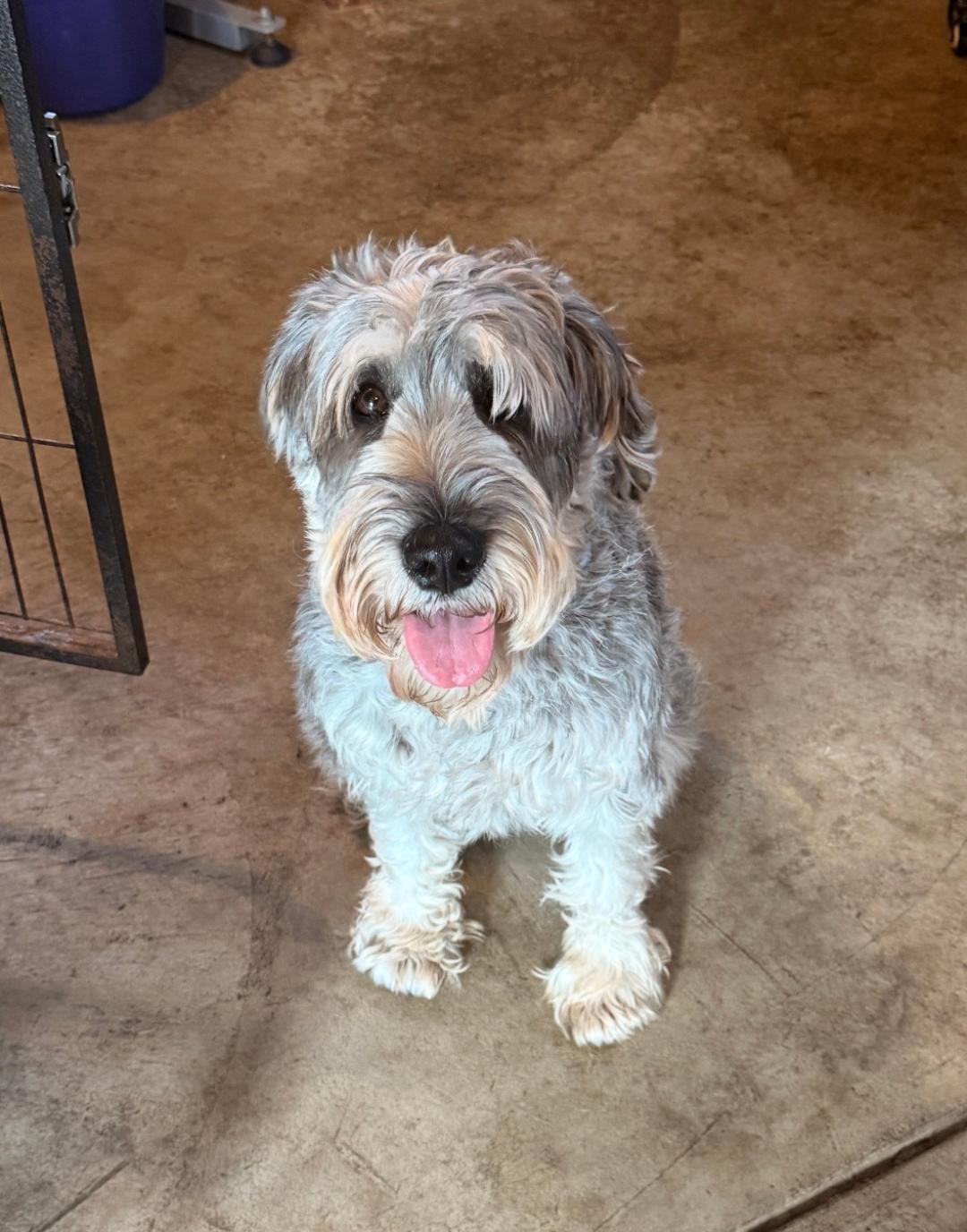 Enlarge Cannoli, an adopted Standard Schnauzer in Albion, NY image 2/5