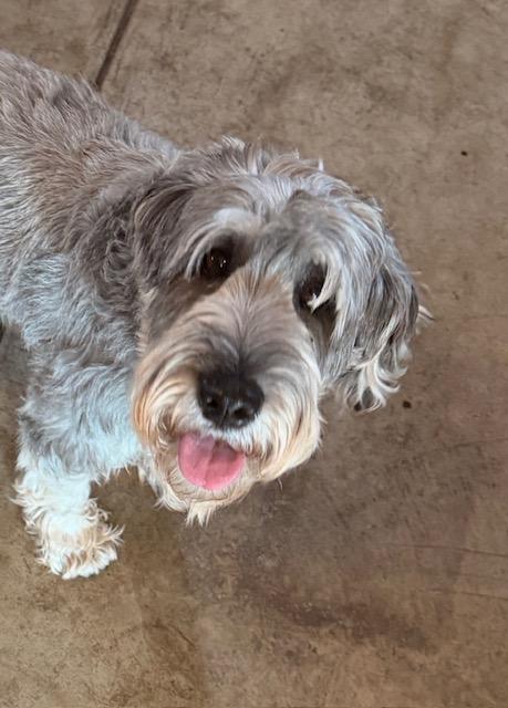 Enlarge Cannoli, an adopted Standard Schnauzer in Albion, NY image 5/5
