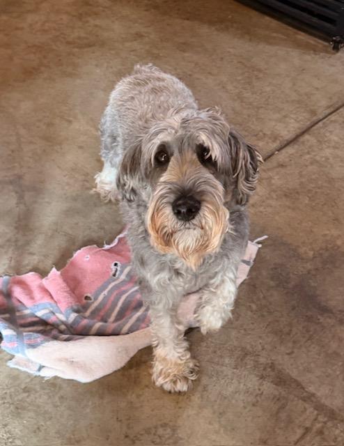 Enlarge Cannoli, an adopted Standard Schnauzer in Albion, NY image 4/5