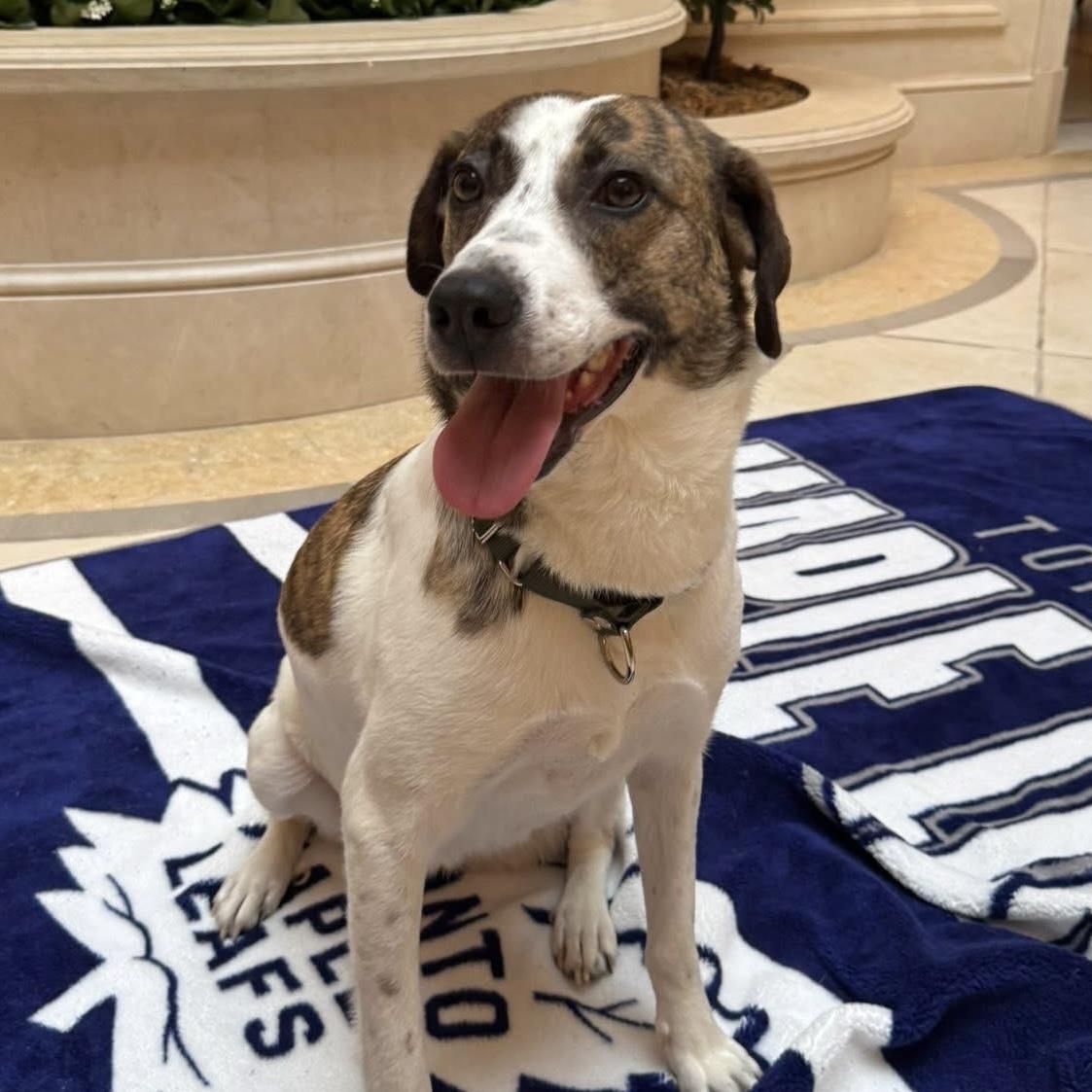 Enlarge Madison, a Adoptable mixed breed in Etobicoke, ON image 3/6