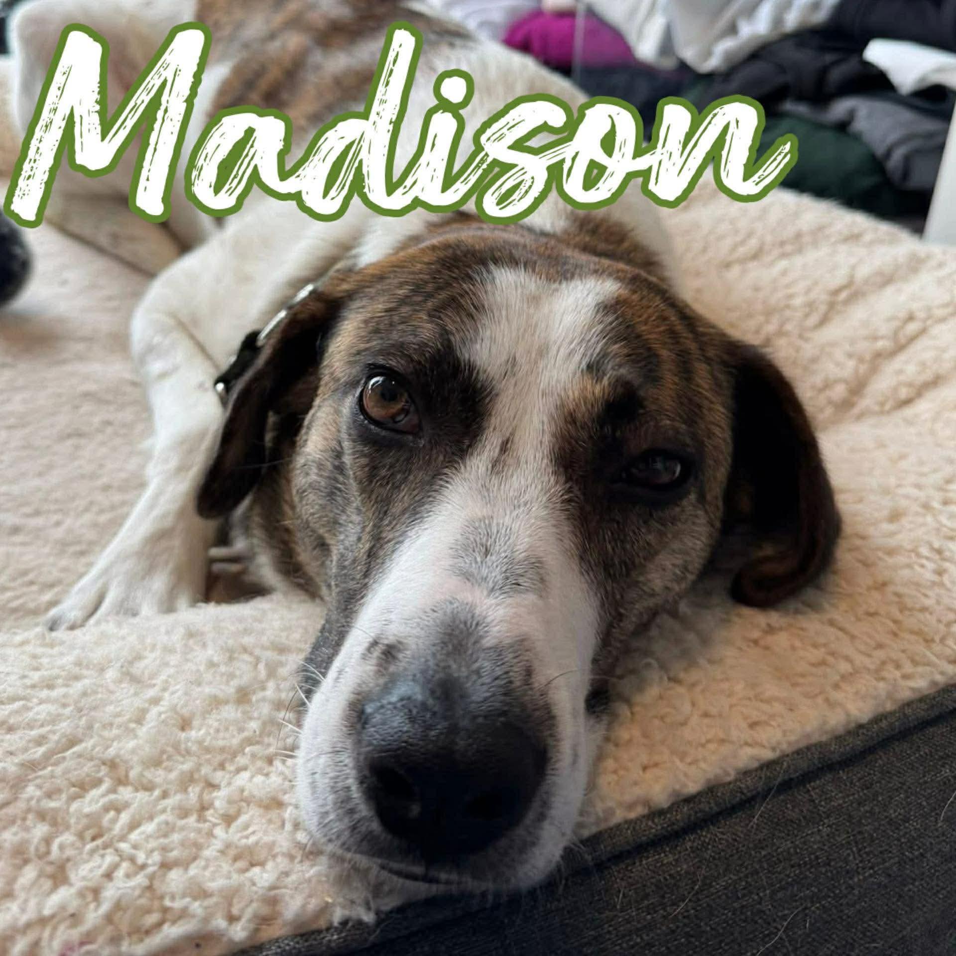 Madison, Adoptable, Adult Female Mixed Breed.